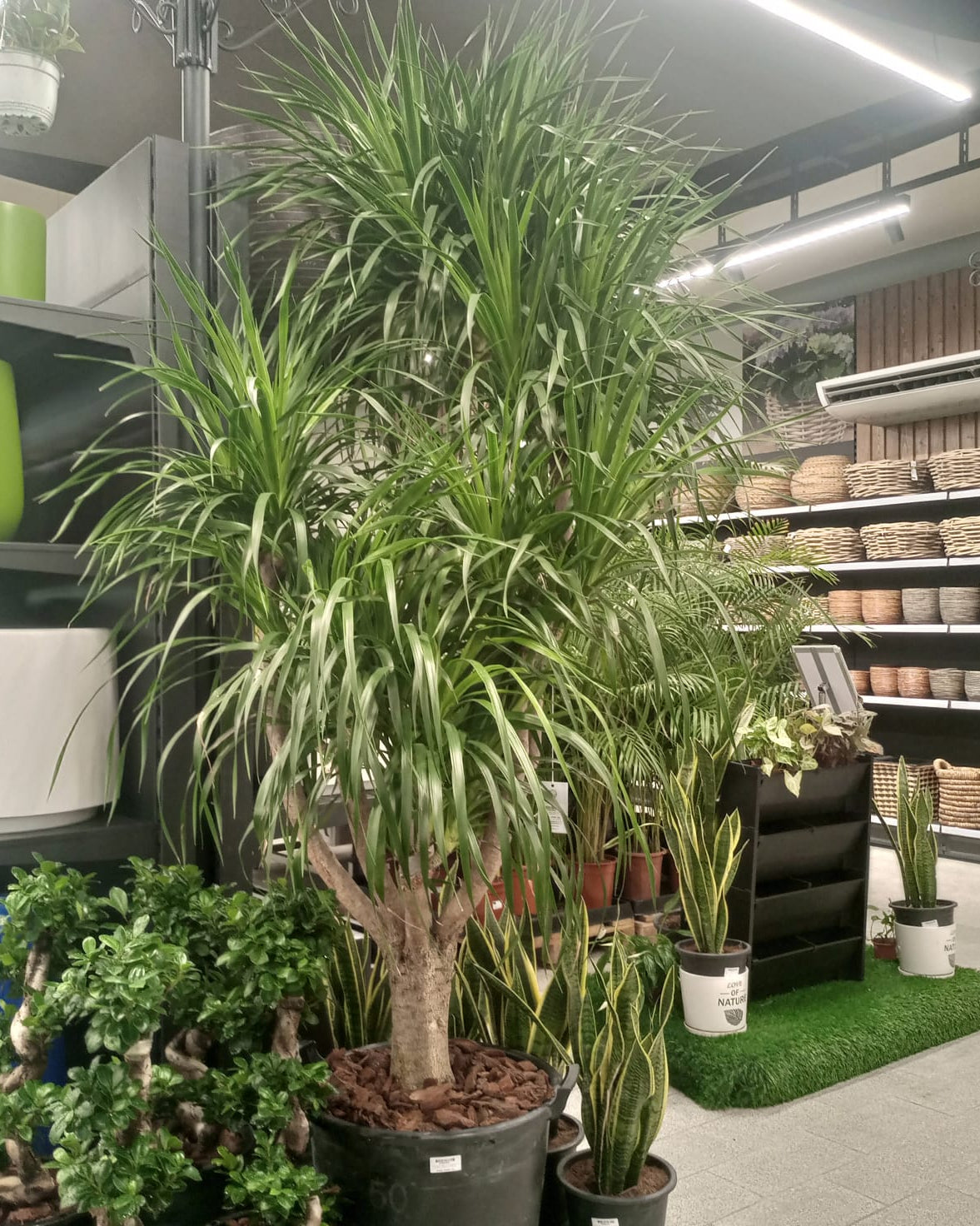 Dragon Tree — Multi - Stem (Dracaena draco) | Floor Plant, 1.3–2.0 m - Acacia Garden Center