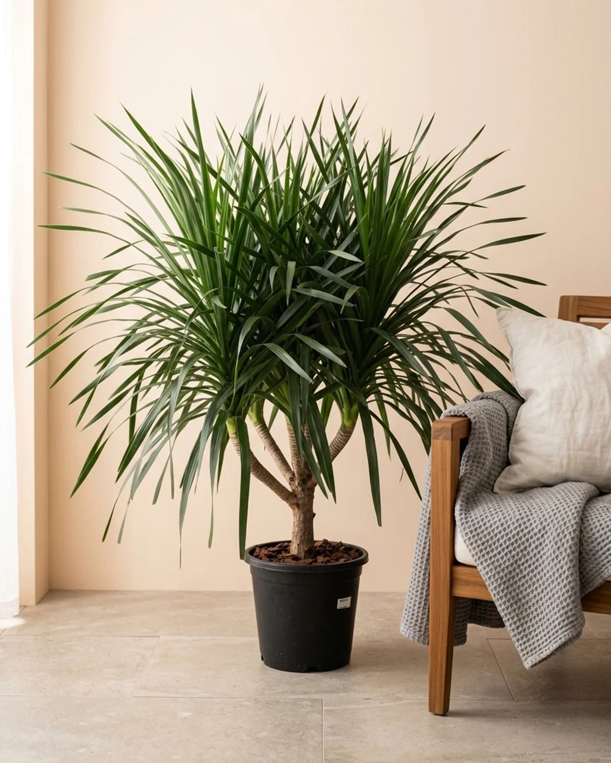 Dragon Tree — Multi - Stem (Dracaena draco) | Floor Plant, 1.3–2.0 m - Acacia Garden Center