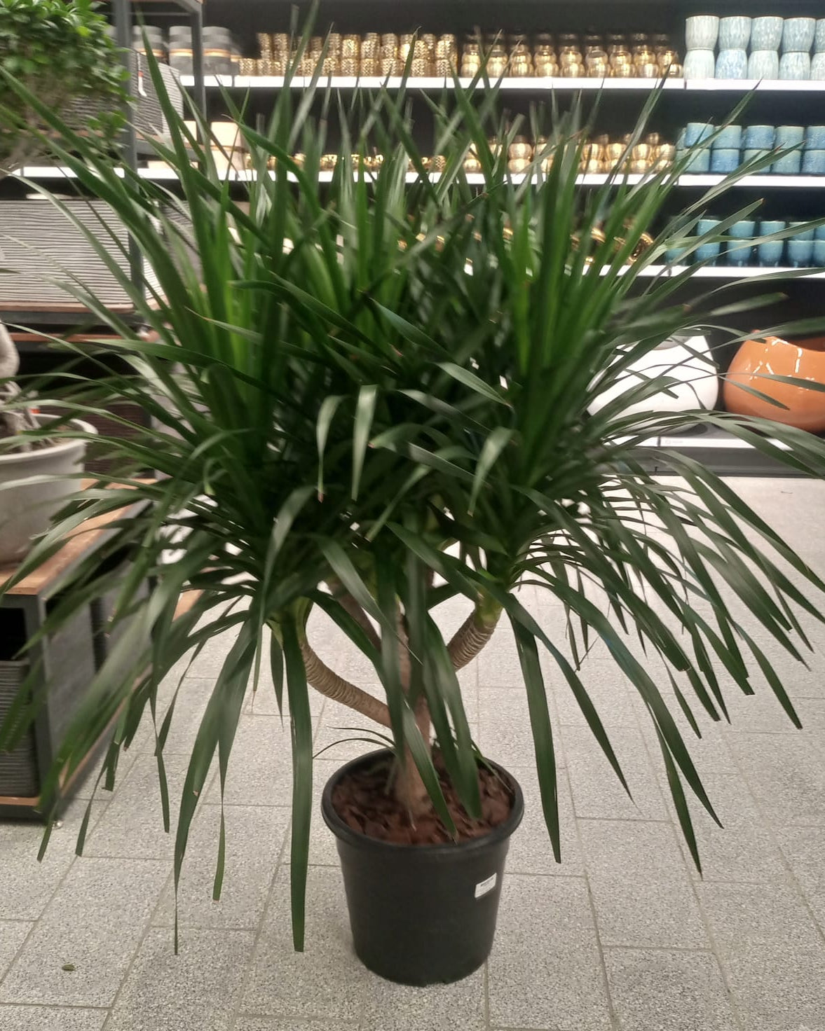 Dragon Tree — Multi - Stem (Dracaena draco) | Floor Plant, 1.3–2.0 m - Acacia Garden Center