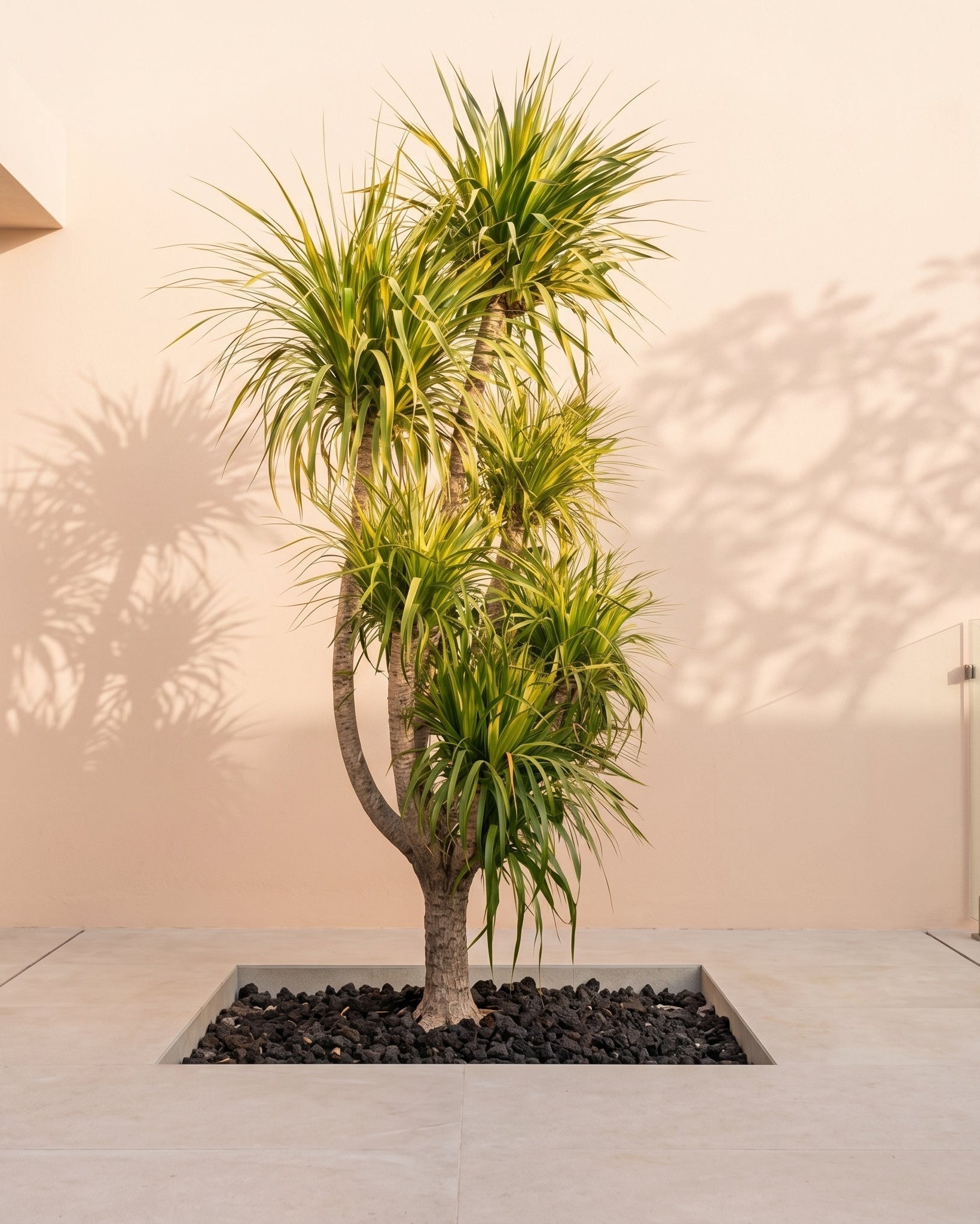 Dragon Tree Multihead (Dracaena draco) | Specimen Succulent, 1.8–2.0 m - Acacia Garden Center