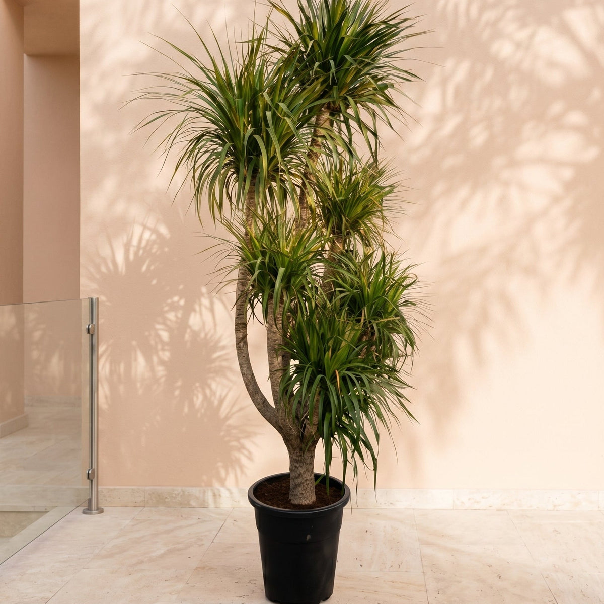 succulent dragon plant Dragon Tree Multihead (Dracaena draco)