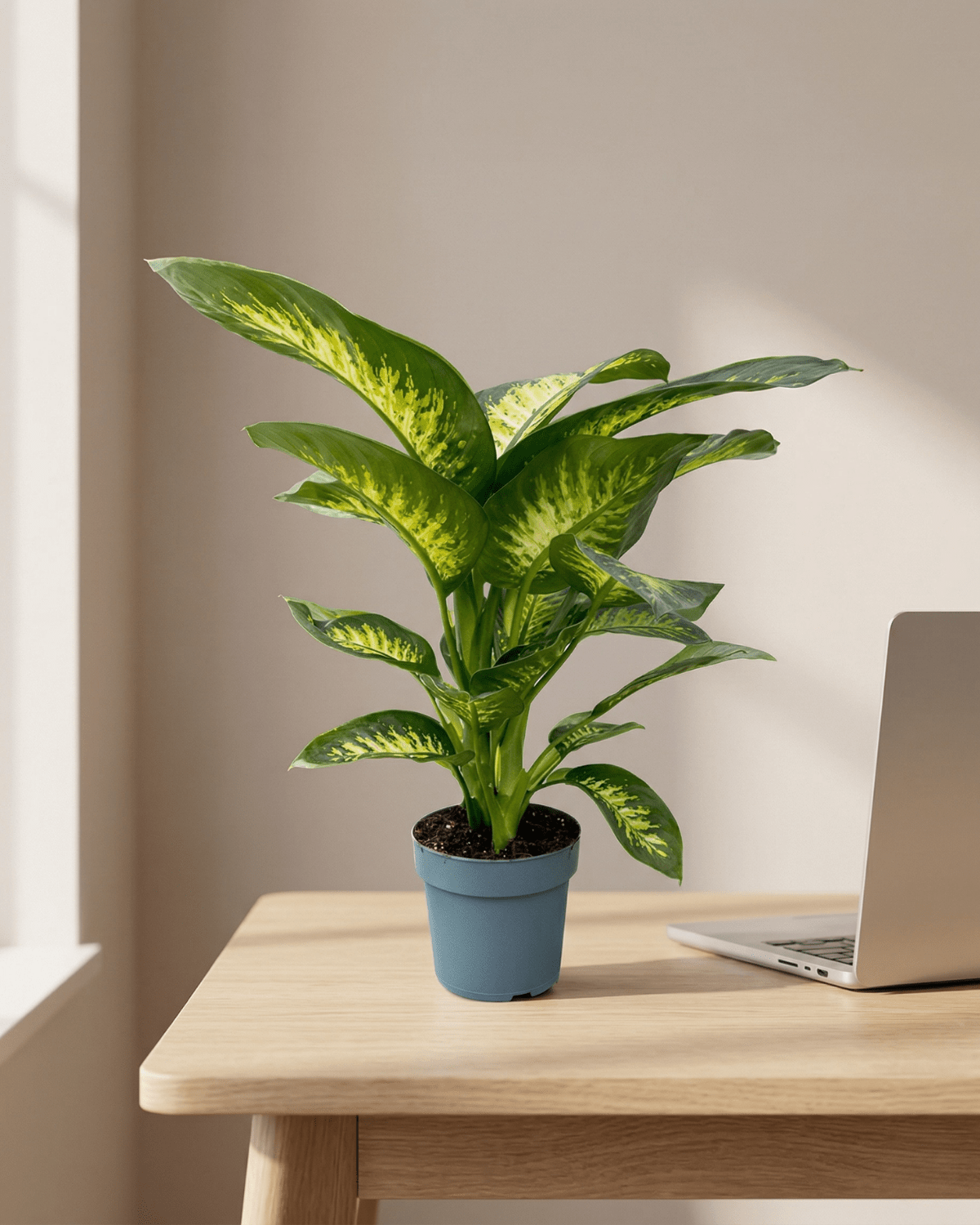 Dumb Cane (Dieffenbachia amoena) | 70–80 cm - Acacia Garden Center