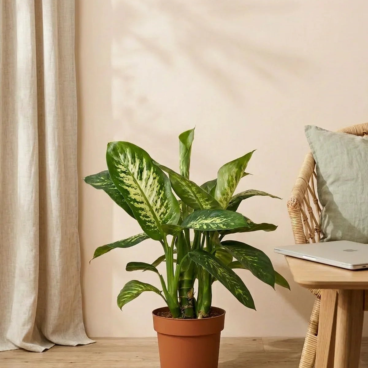 dieffenbachia amoena Buy Dieffenbachia Amoena(Dieffenbachia tropic snow Dumb cane)