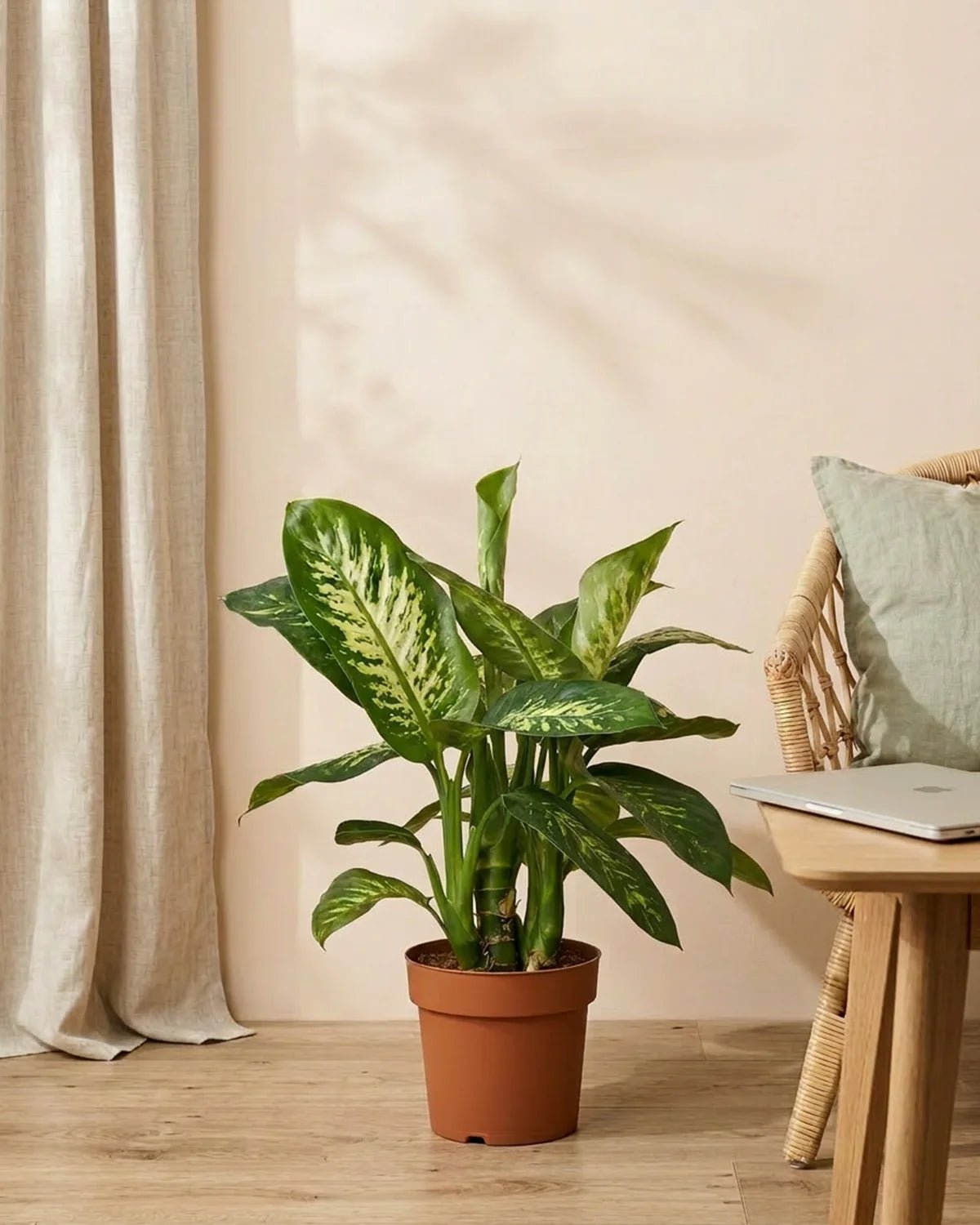 Dumb Cane (Dieffenbachia amoena) | 70–80 cm - Acacia Garden Center