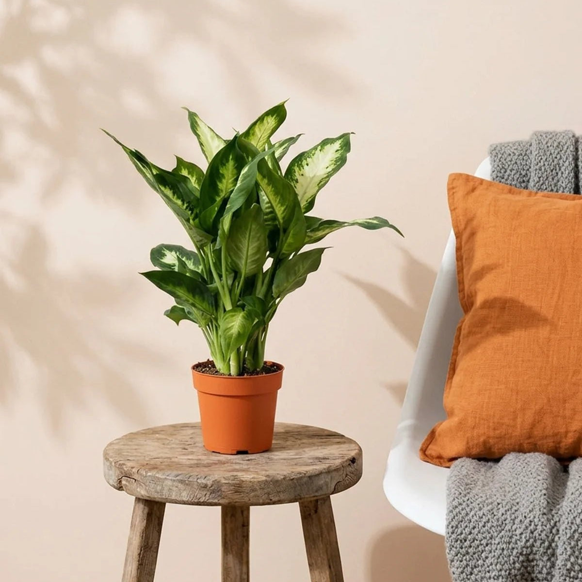 dieffenbachia oxygen nasa Buy Dieffenbachia Cammellia (Dumb Cane) 30 - 40cm