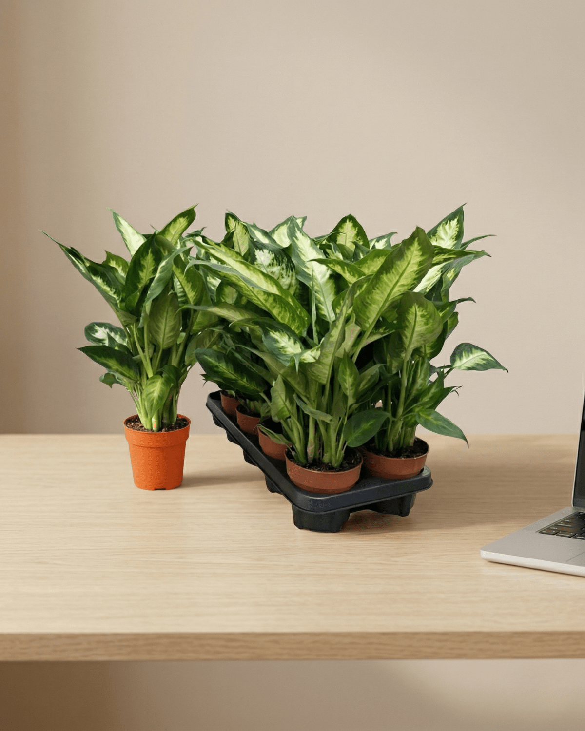 Dumb Cane (Dieffenbachia ‘Camille’) | 30–40 cm - Acacia Garden Center