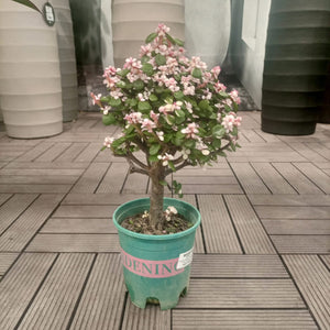 Dwarf Jade Plant (Elephant Bush) | 15 - 20 cm - Acacia Garden Center
