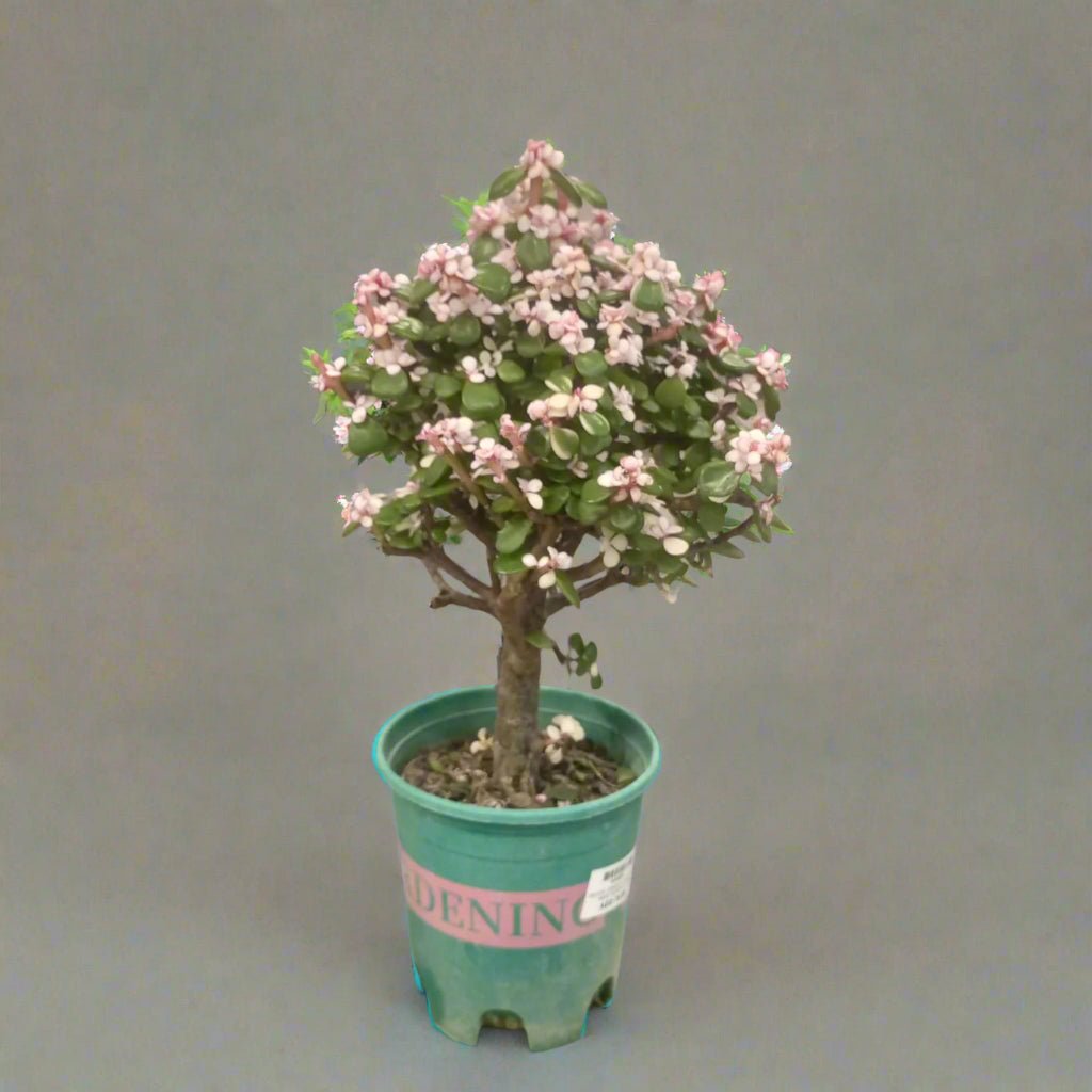 Dwarf Jade Plant (Elephant Bush) | 15 - 20 cm - Acacia Garden Center