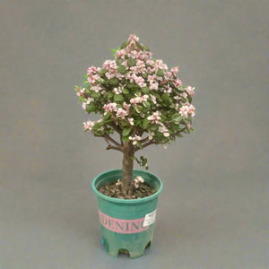 Dwarf Jade Plant (Elephant Bush) | 15 - 20 cm - Acacia Garden Center