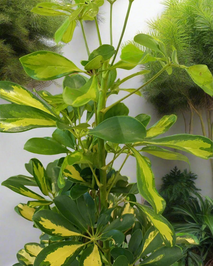 Dwarf Umbrella Tree – Gold Capella (Schefflera arboricola ‘Gold Capella’) | Floor Plant, 0.9–1.2 m - Acacia Garden Center