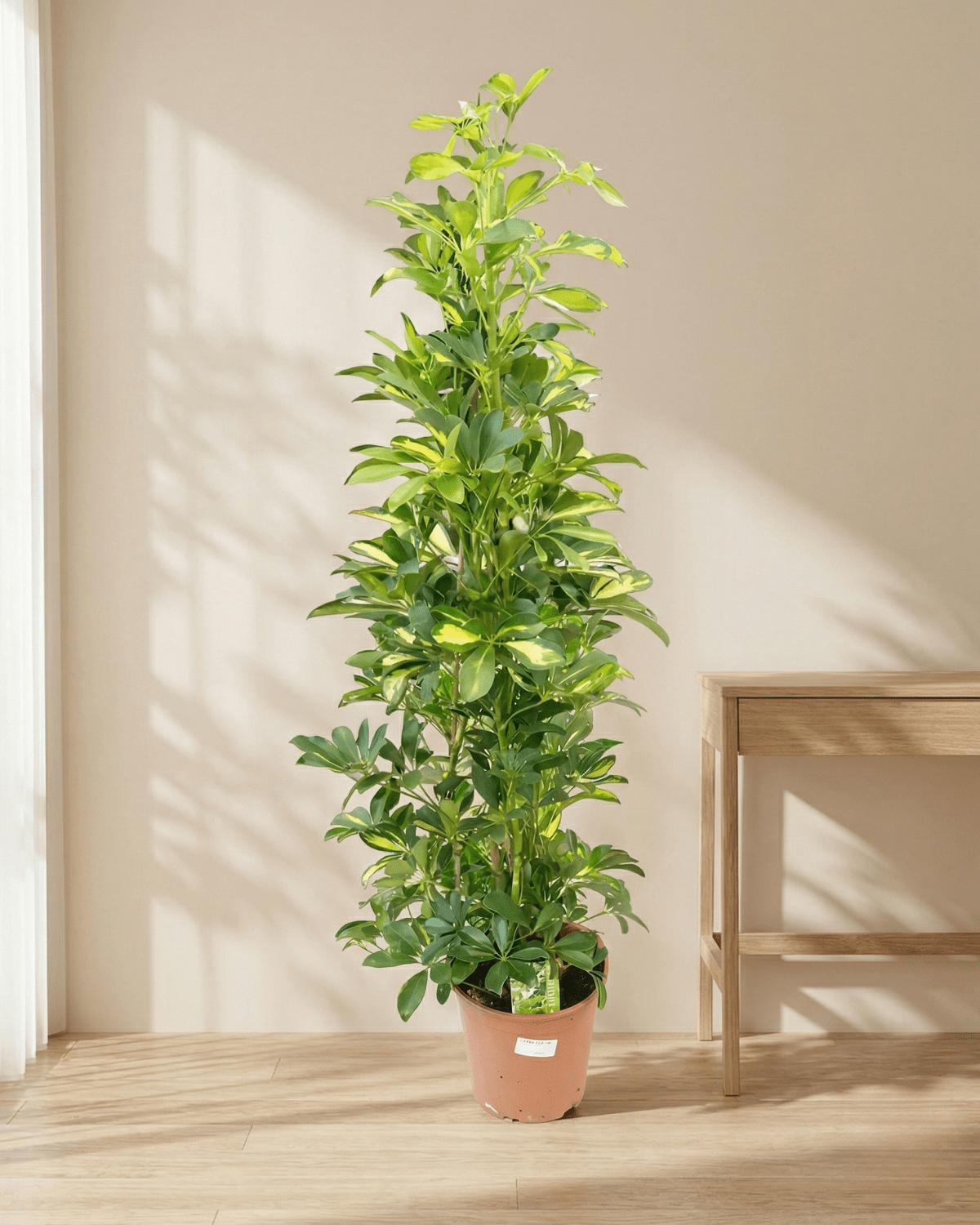 Dwarf Umbrella Tree – Gold Capella (Schefflera arboricola ‘Gold Capella’) | Floor Plant, 0.9–1.2 m - Acacia Garden Center