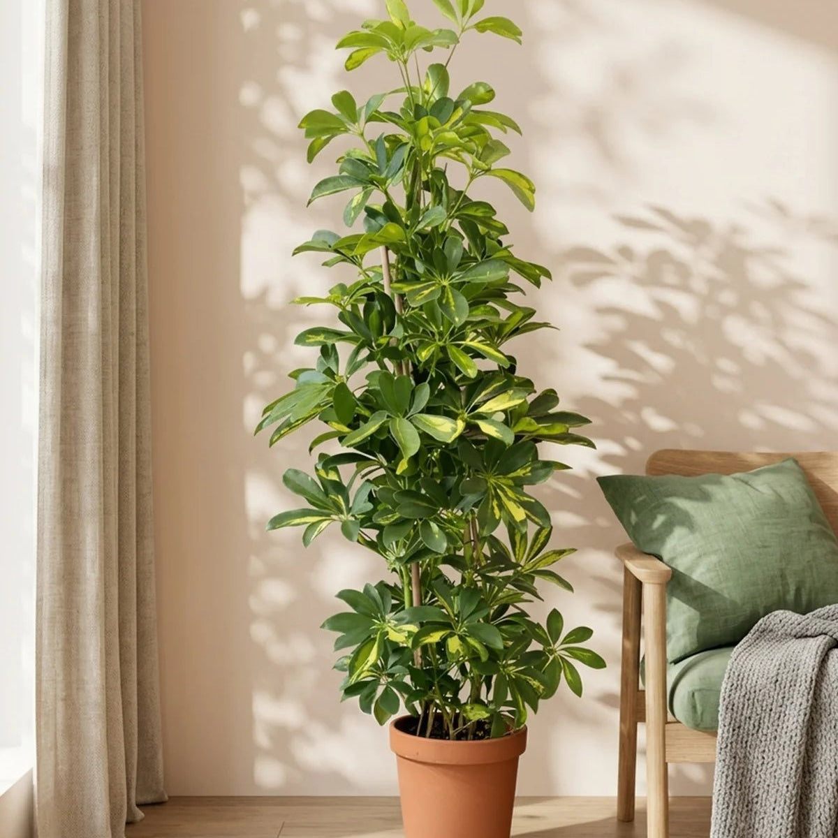 Buy Schefflera Arboricola (Dwarf Umbrella) Gold Capella