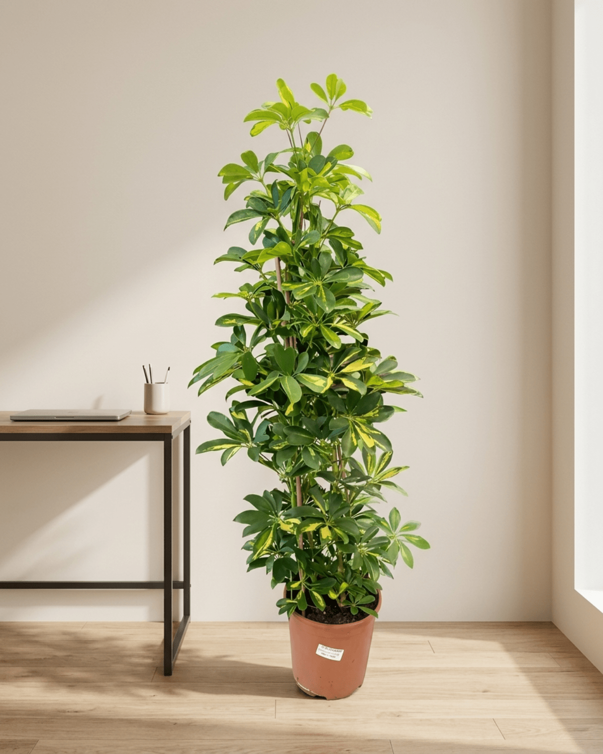 Dwarf Umbrella Tree – Gold Capella (Schefflera arboricola ‘Gold Capella’) | Floor Plant, 0.9–1.2 m - Acacia Garden Center