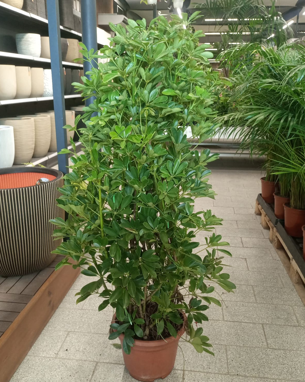 Dwarf Umbrella Tree – Premium (Schefflera arboricola) | Floor Plant, 1.0–1.2 m - Acacia Garden Center
