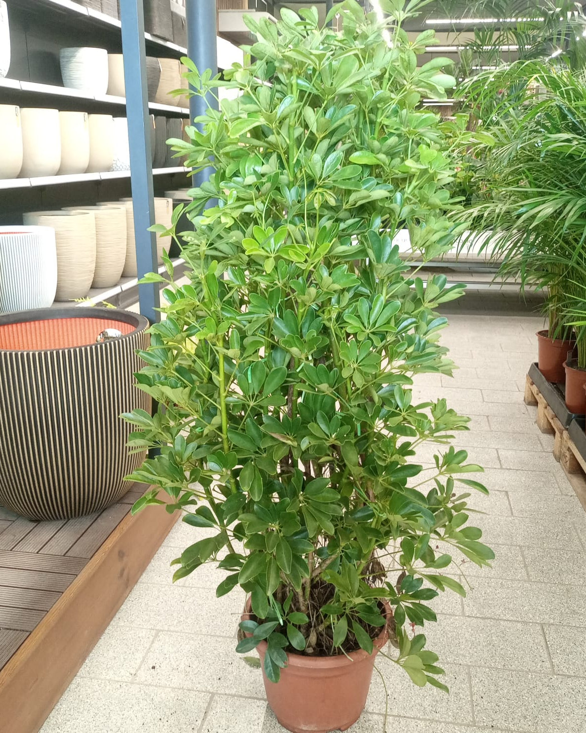 Dwarf Umbrella Tree – Premium (Schefflera arboricola) | Floor Plant, 1.0–1.2 m - Acacia Garden Center