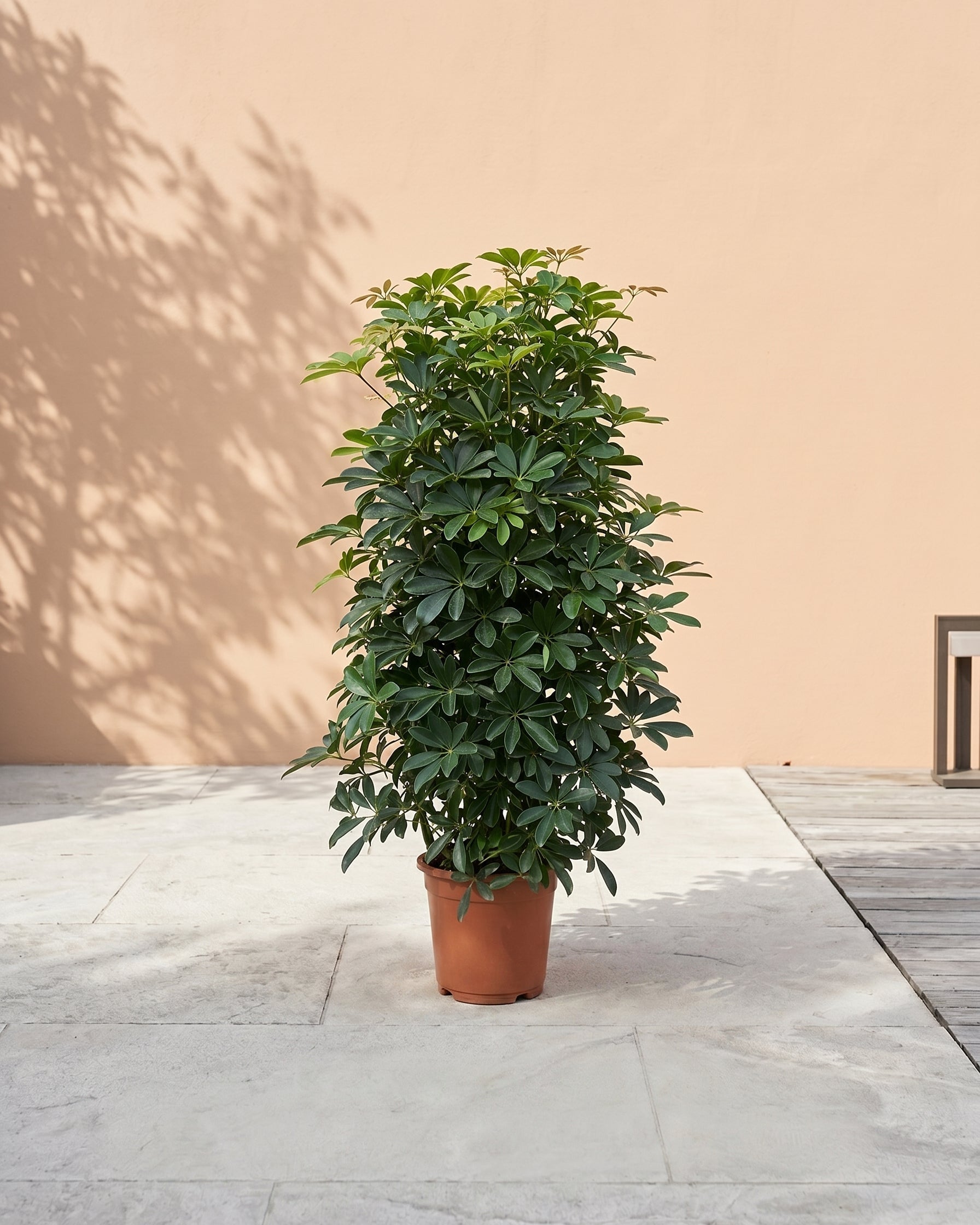 Dwarf Umbrella Tree (Schefflera arboricola) | Floor Plant, 1.0 m - Acacia Garden Center