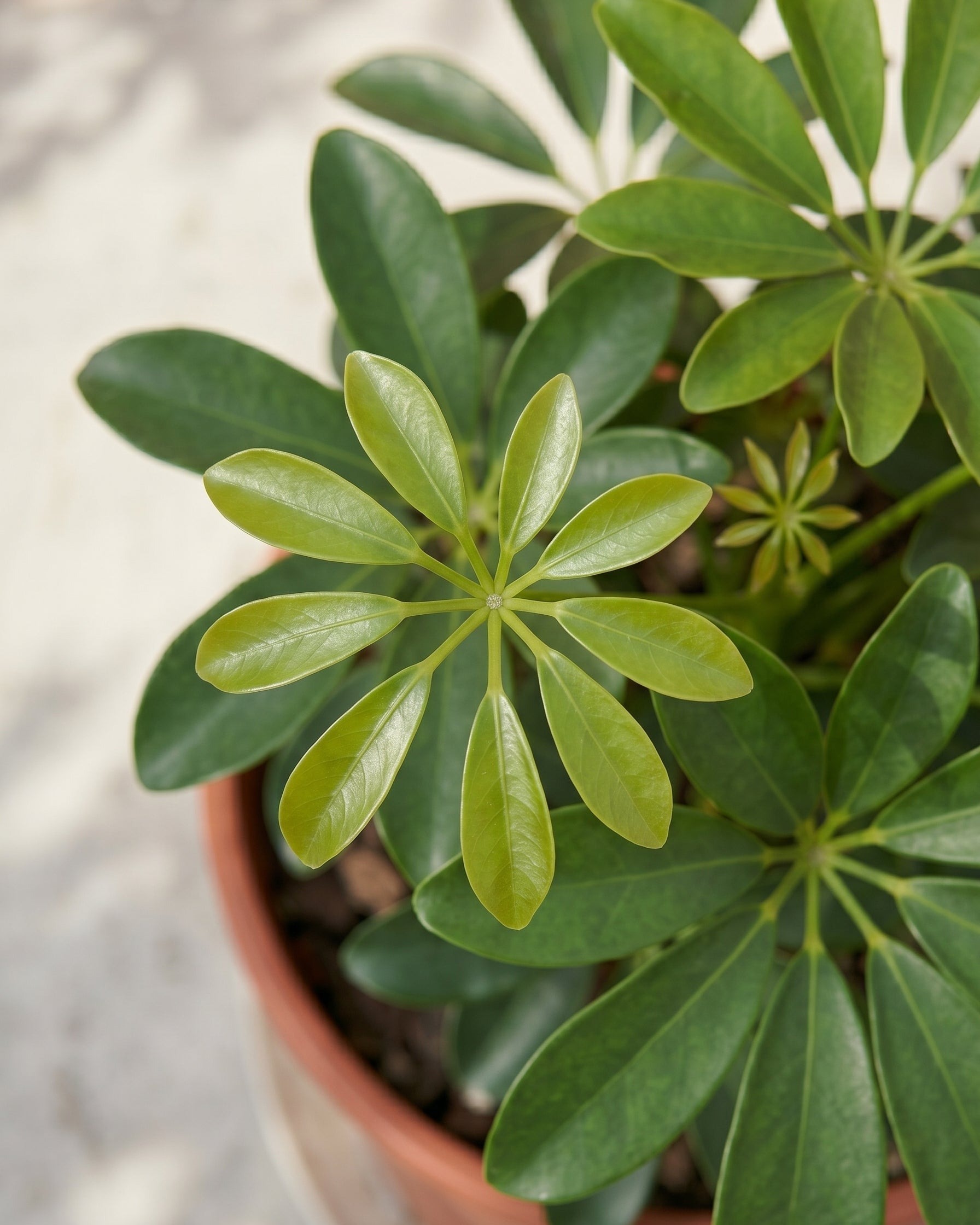 Dwarf Umbrella Tree (Schefflera arboricola) | Floor Plant, 1.0 m - Acacia Garden Center