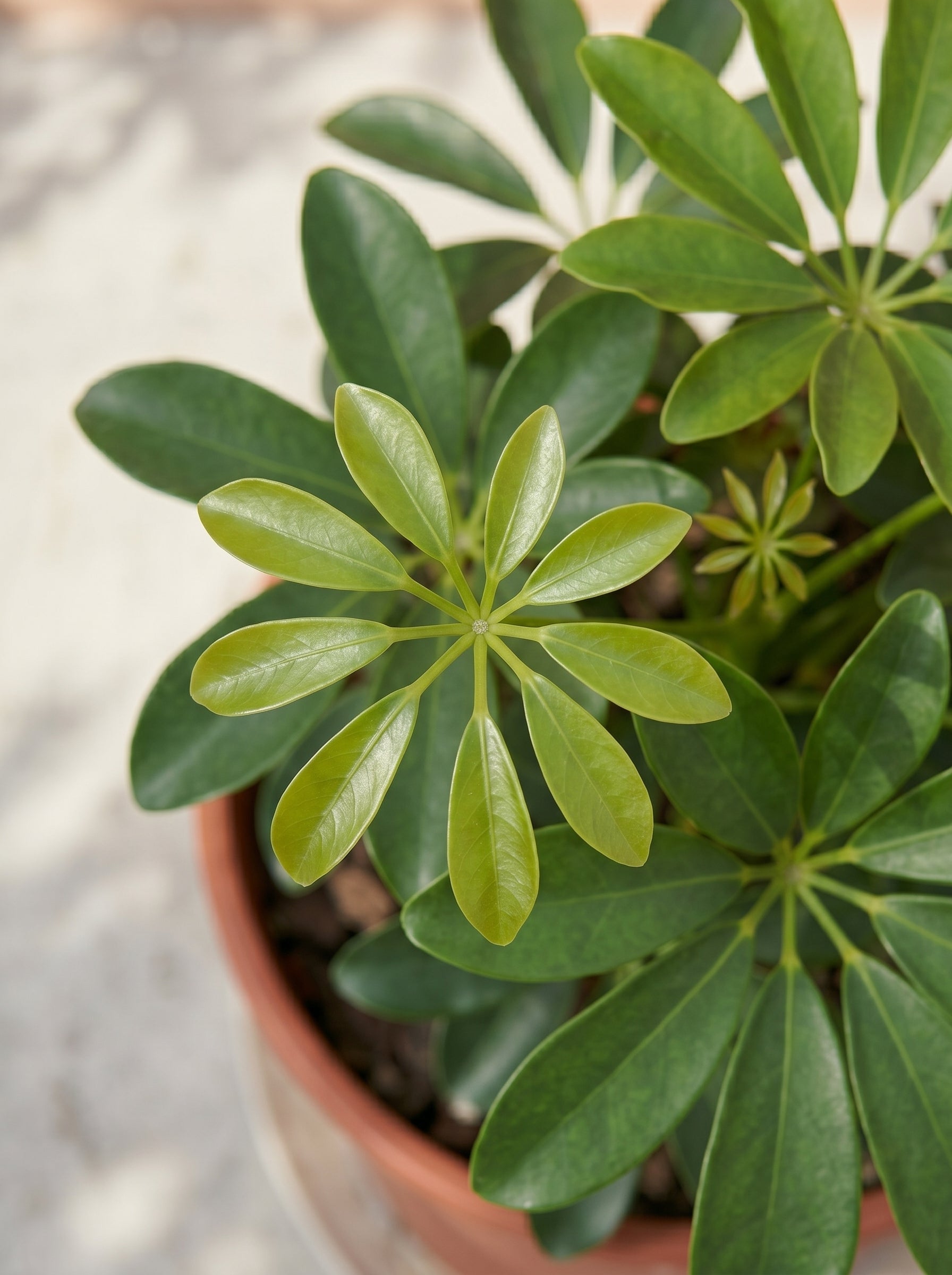 Dwarf Umbrella Tree (Schefflera arboricola) | Floor Plant, 1.0 m - Acacia Garden Center