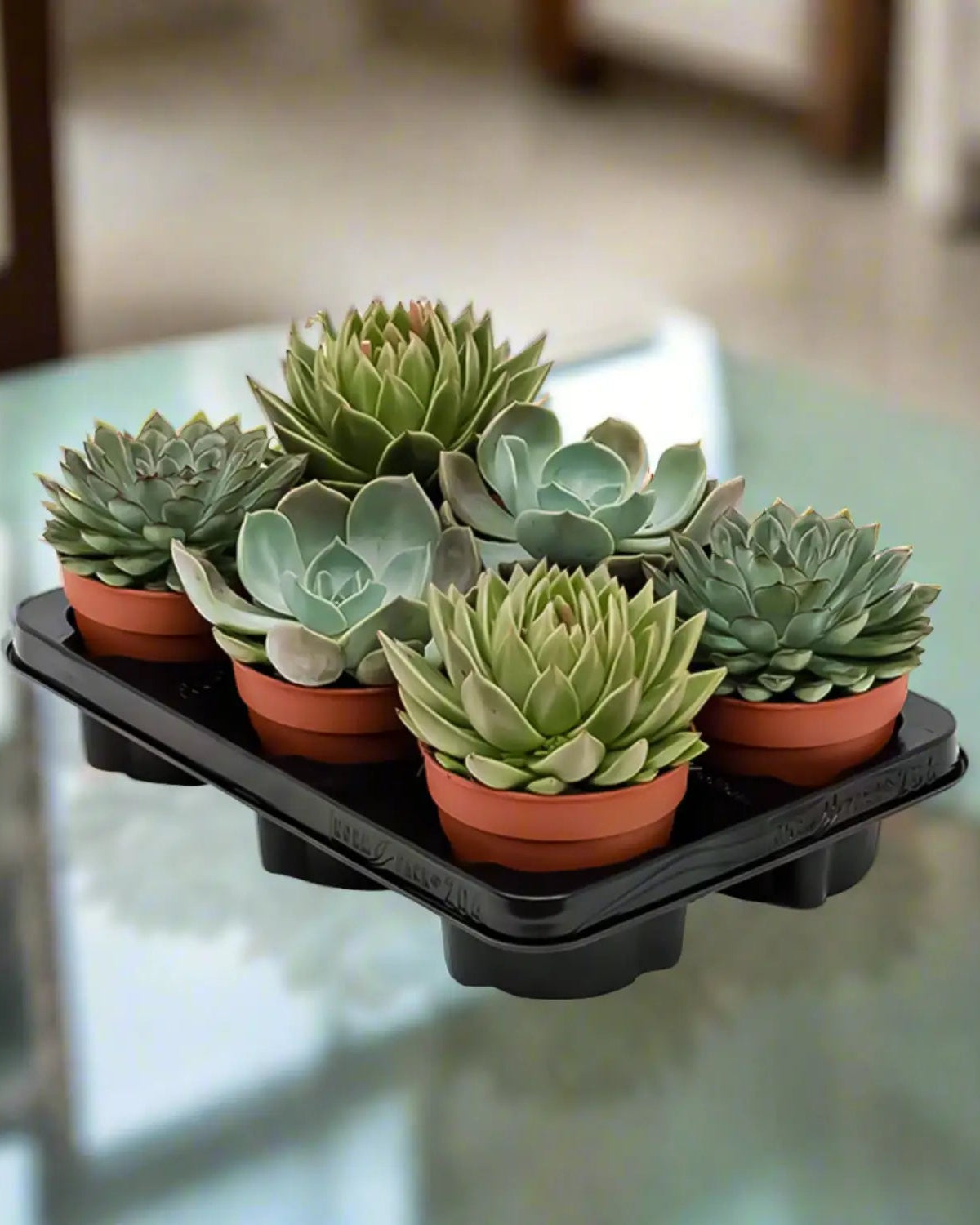 Echeveria Mixed - Acacia Garden Center