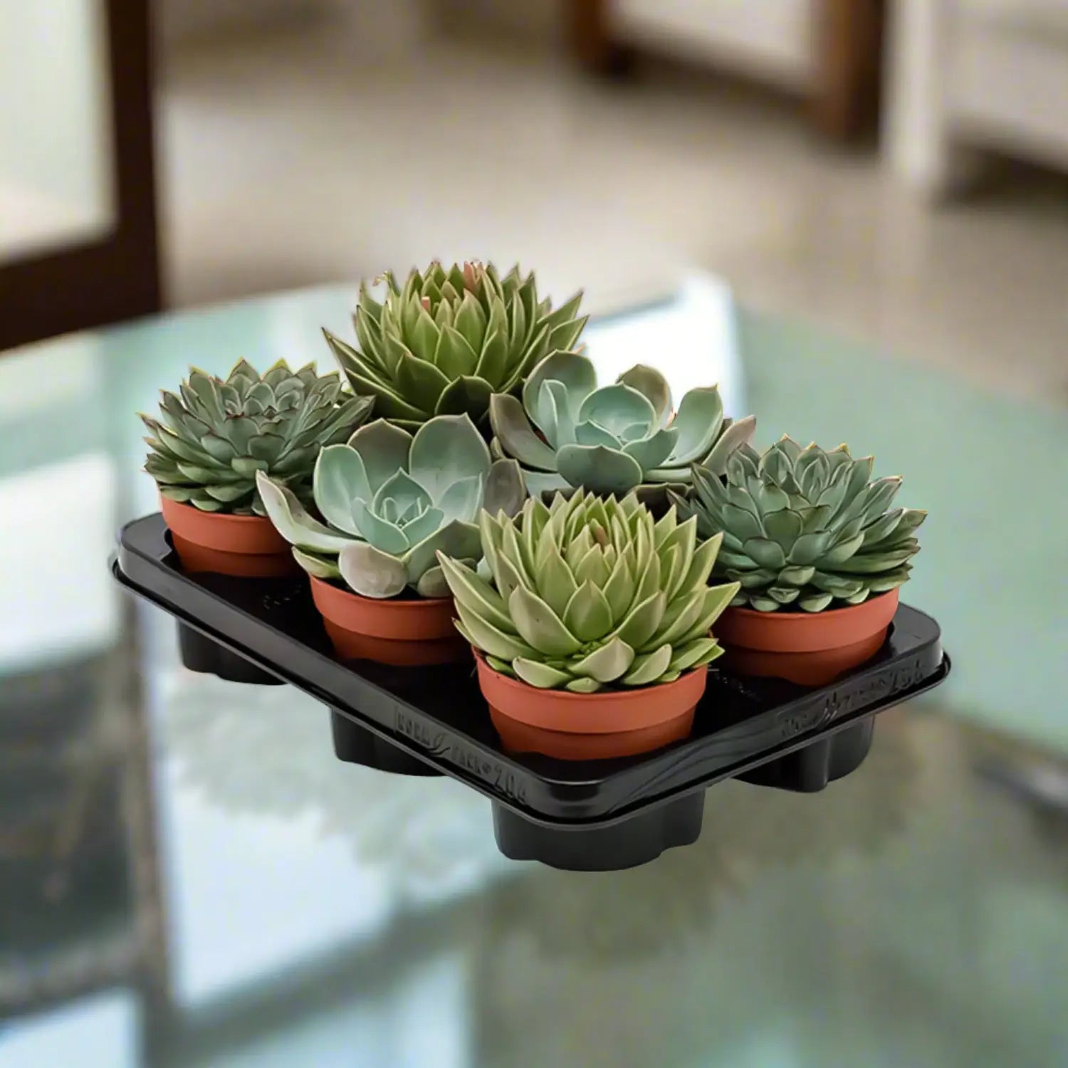 Echeveria Mixed - Acacia Garden Center