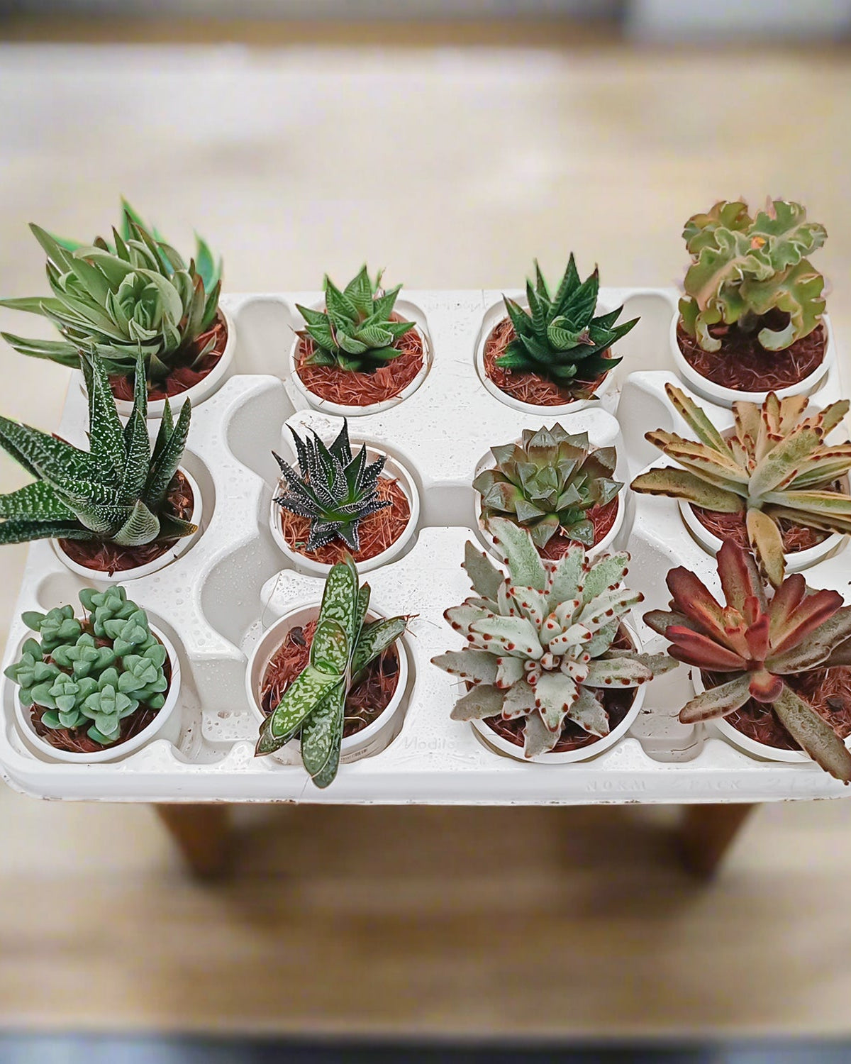 Echeveria Mixed - Acacia Garden Center