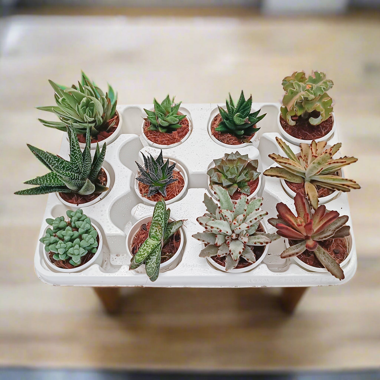 Echeveria Mixed - Acacia Garden Center