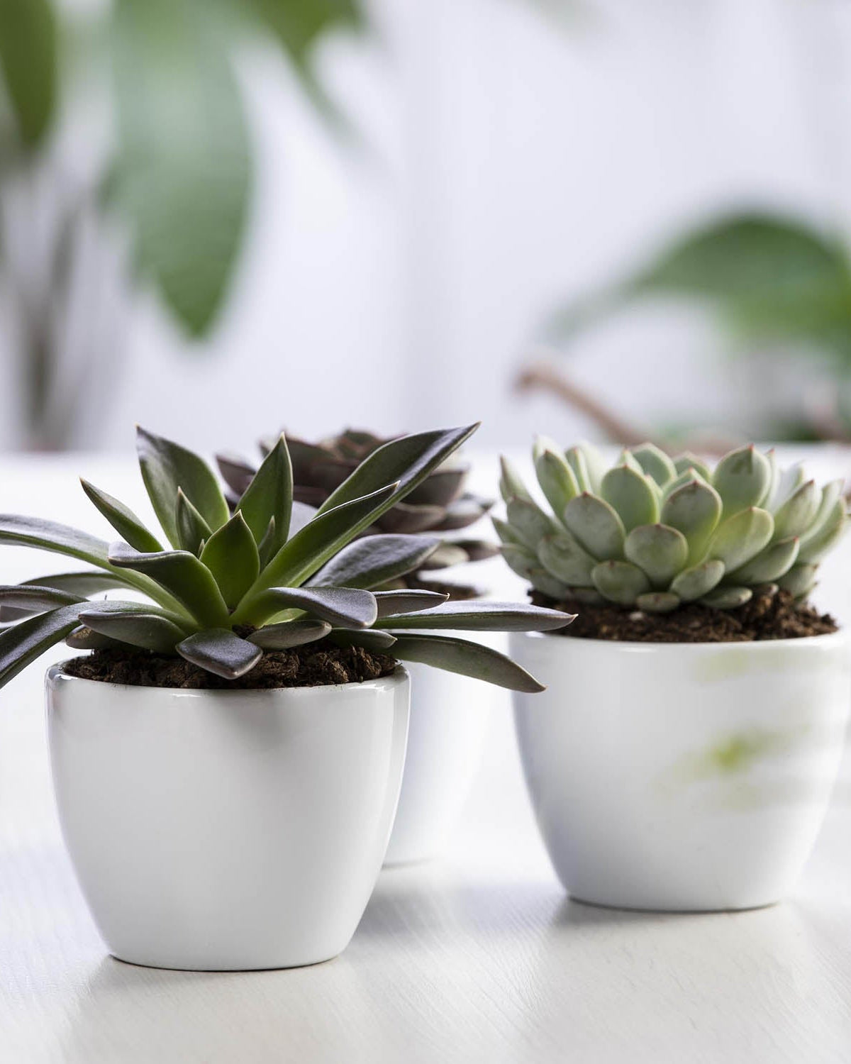 Echeveria Mixed - Acacia Garden Center
