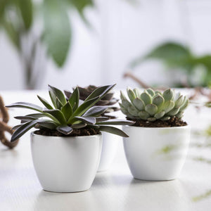 Echeveria Mixed - Acacia Garden Center