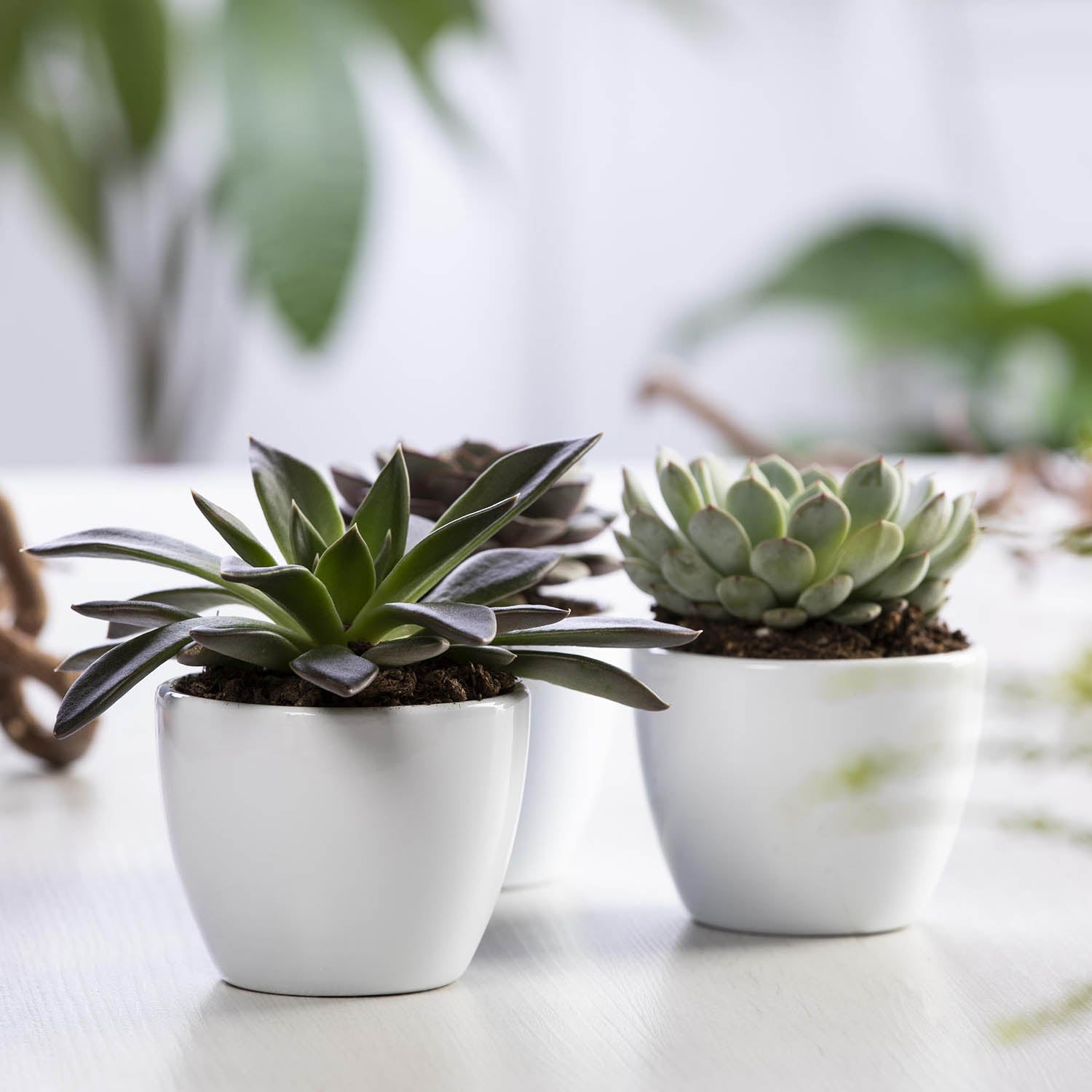 Echeveria Mixed - Acacia Garden Center