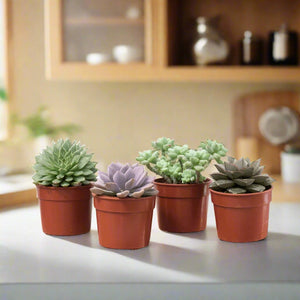 Echeveria Mixed - Acacia Garden Center