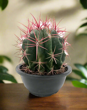 Echinocactus Grusoni | 18 - 20cm - Acacia Garden Center