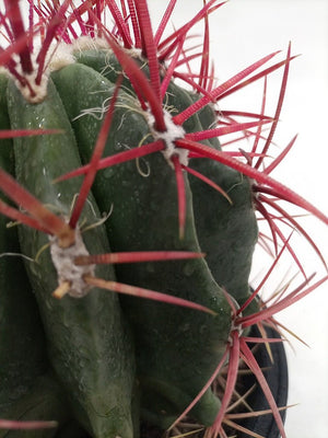 Echinocactus Grusoni | 18 - 20cm - Acacia Garden Center