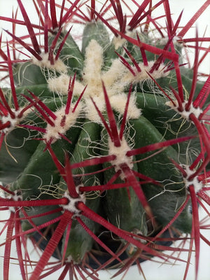 Echinocactus Grusoni | 18 - 20cm - Acacia Garden Center