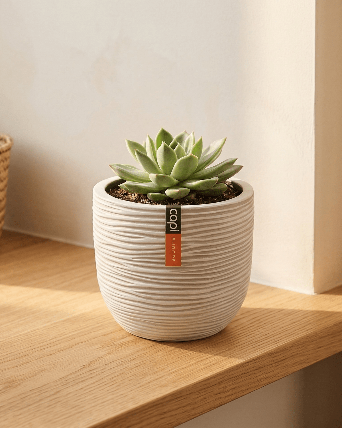 Egg Planter BOFI 132 - Acacia Garden Center