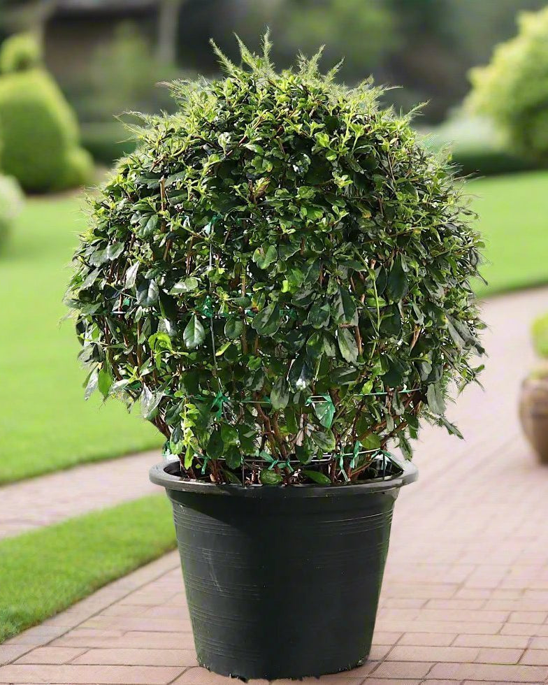 Ehretia Ball (Ehretia microphylla) | Topiary, Multiple Sizes - Acacia Garden Center