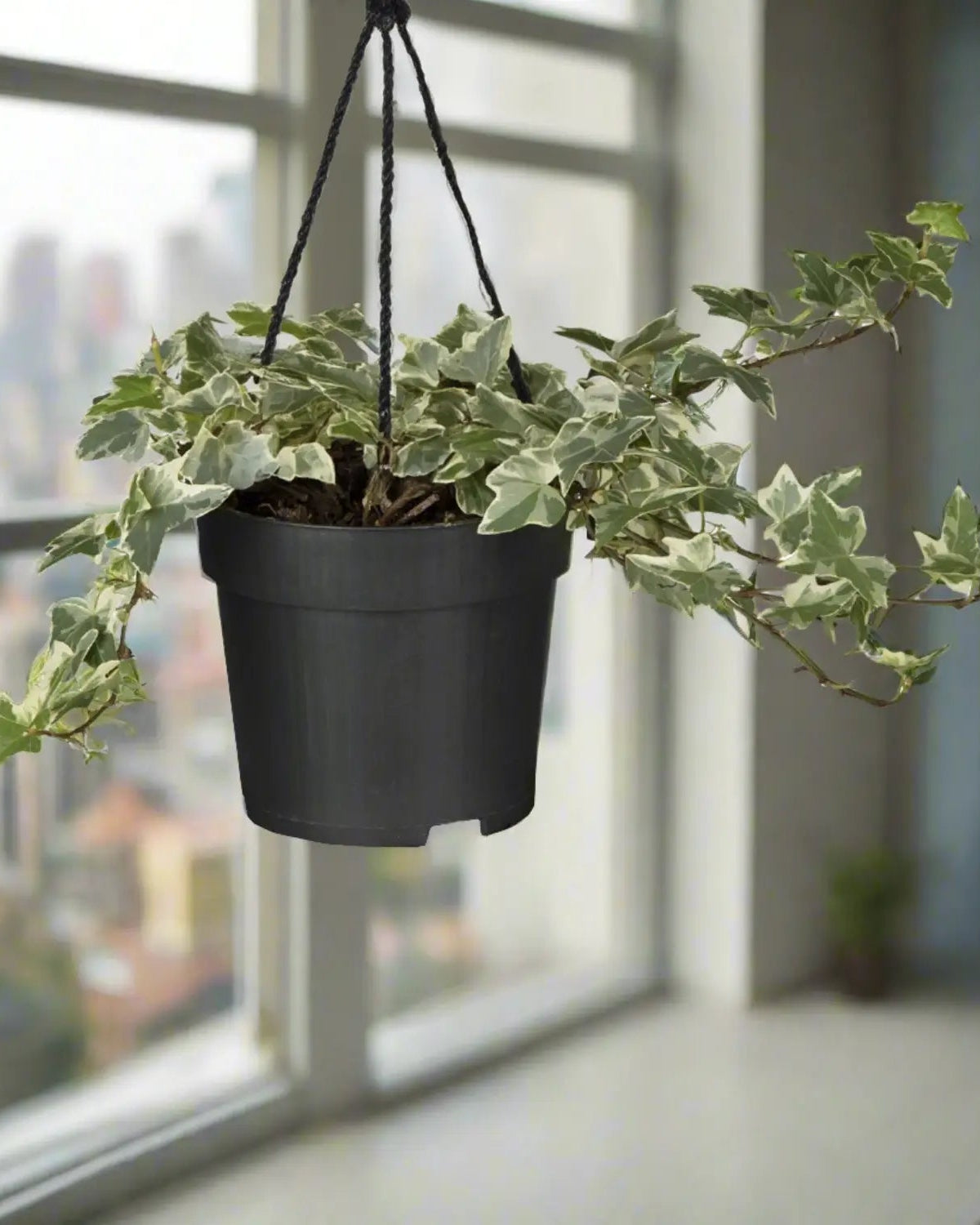 English Ivy (Hedera Helix) | 20 - 30cm - Acacia Garden Center