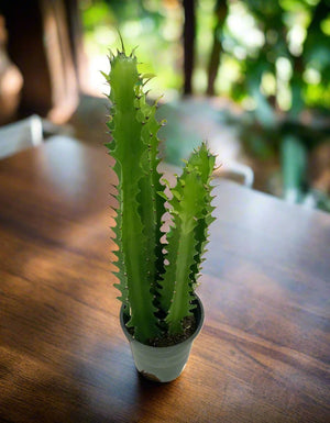 Euphorbia Trigona | 40 - 50cm - Acacia Garden Center