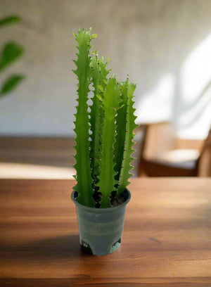 Euphorbia Trigona | 40 - 50cm - Acacia Garden Center
