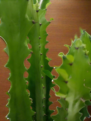 Euphorbia Trigona | 40 - 50cm - Acacia Garden Center