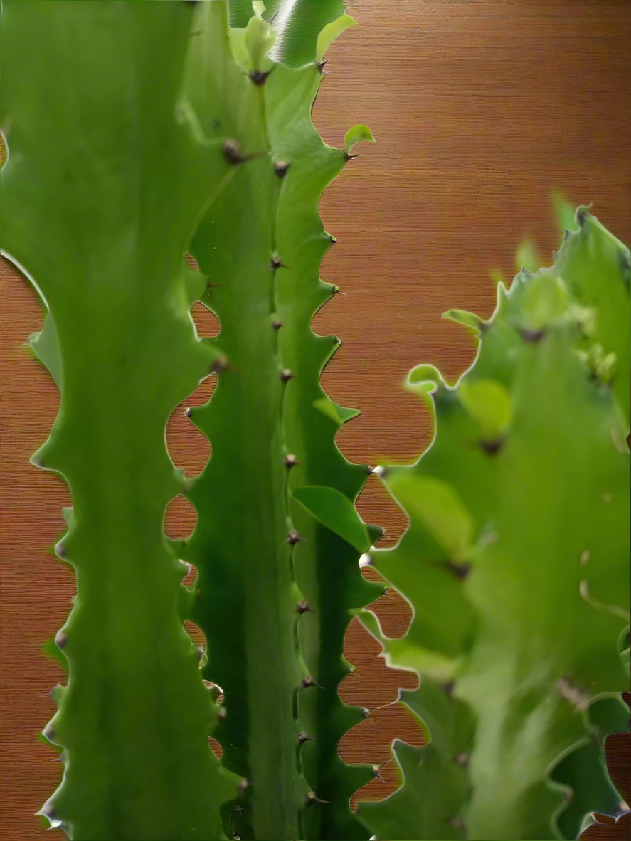 Euphorbia Trigona | 40 - 50cm - Acacia Garden Center