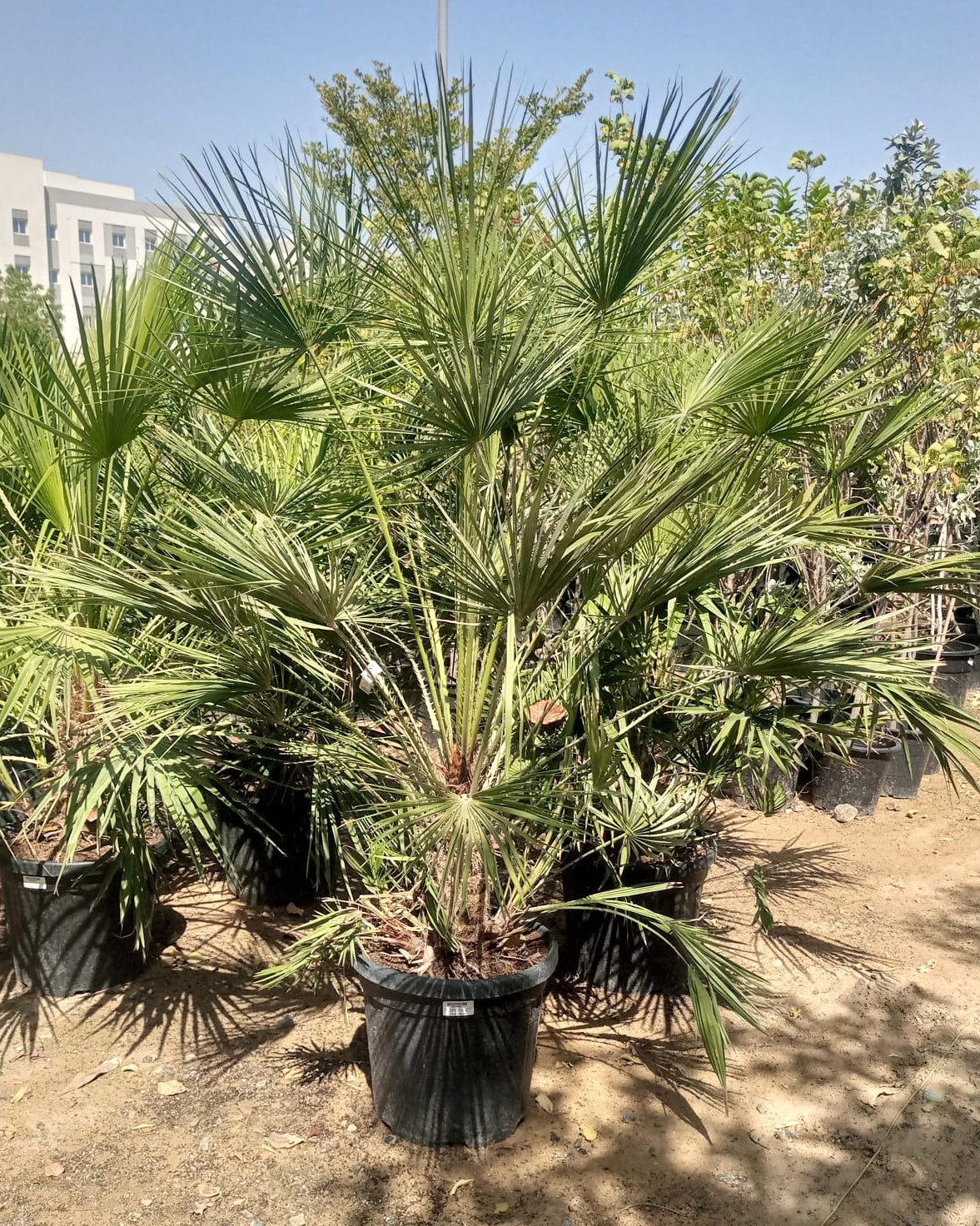 European Fan Palm (Chamaerops humilis) | Hardy Clumping Palm, 1.0–1.25 m - Acacia Garden Center