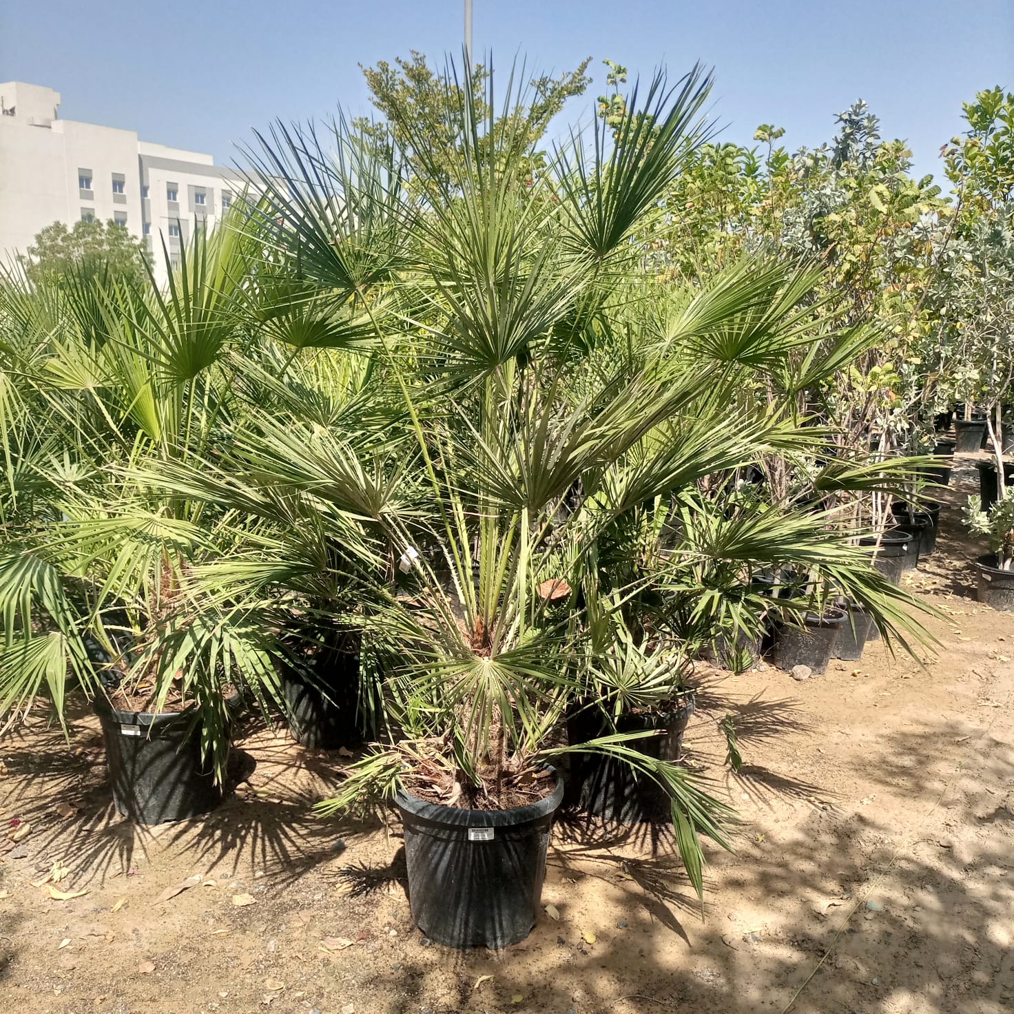 European Fan Palm (Chamaerops humilis) | Hardy Clumping Palm, 1.0–1.25 m - Acacia Garden Center