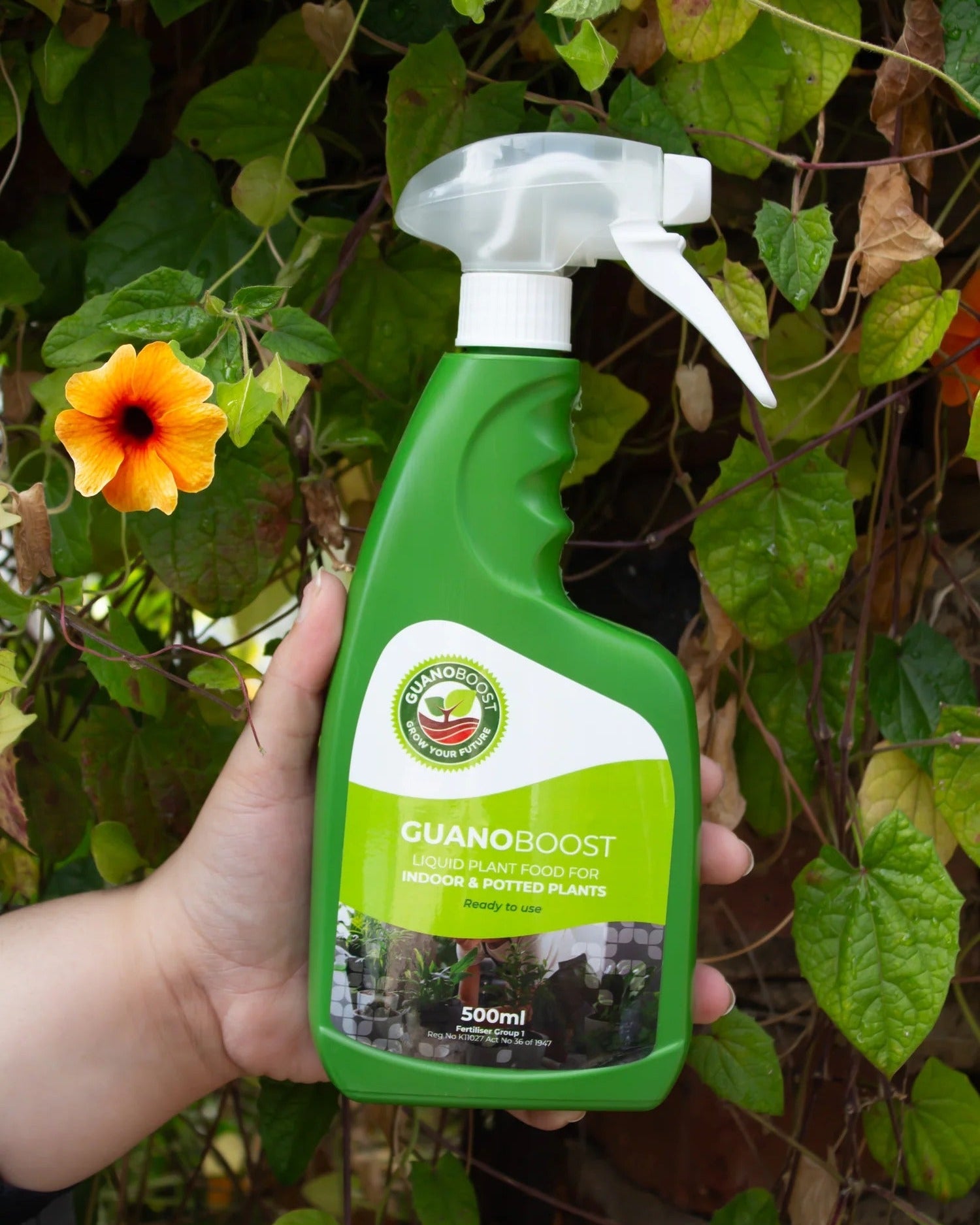 Fertilizer Guano Boost | Pure Organic (Indoor & Potted Plants) - Acacia Garden Center