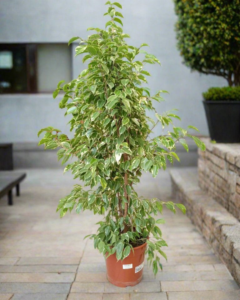 Ficus Benajamina (Weeping Fig | Starlight) | 1.0 - 1.2m - Acacia Garden Center