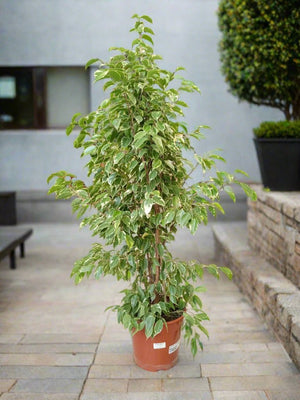 Ficus Benajamina (Weeping Fig | Starlight) | 1.0 - 1.2m - Acacia Garden Center