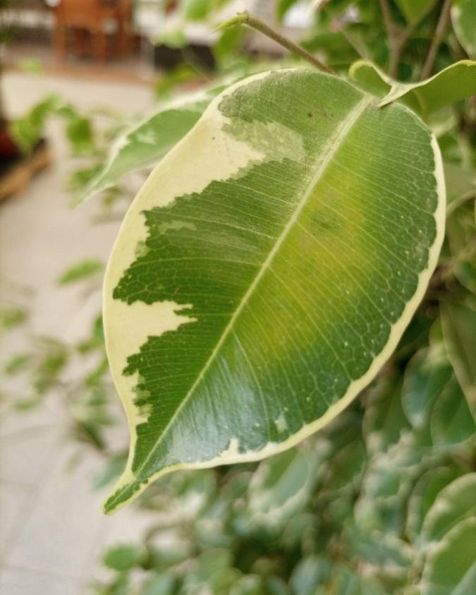 Ficus Benajamina (Weeping Fig | Starlight) | 1.0 - 1.2m - Acacia Garden Center