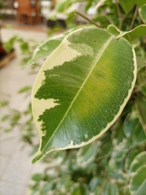 Ficus Benajamina (Weeping Fig | Starlight) | 1.0 - 1.2m - Acacia Garden Center