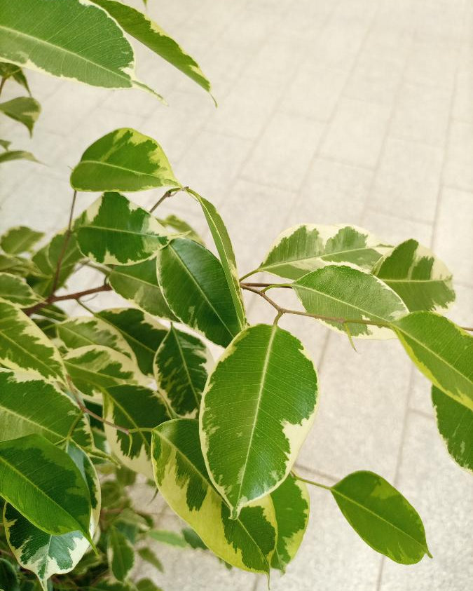 Ficus Benajamina (Weeping Fig | Starlight) | 1.0 - 1.2m - Acacia Garden Center