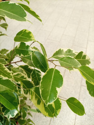 Ficus Benajamina (Weeping Fig | Starlight) | 1.0 - 1.2m - Acacia Garden Center