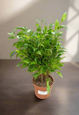 Ficus Benjamina Natasja Bandage (Benjamin or Weeping Fig) | 25 - 30cm - Acacia Garden Center